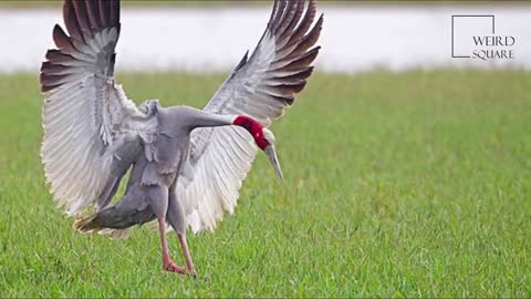 Interesting facts about crane sarus by weird square