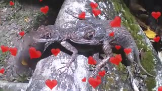 Lagartixa é flagrada em cima da fêmea, o amor está no ar [Nature & Animals]