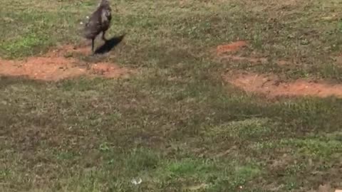 Emu Runs Along Street