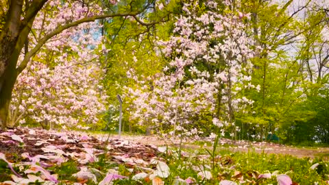 beautiful flower garden