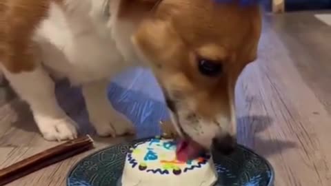 Happy Dog Birthday: A Joyful Celebration with Cake!