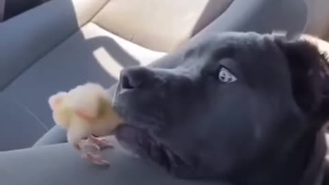 Dog Almost Eat This Baby