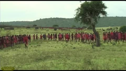 Cows for Maasai group of African People.