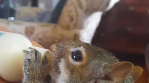 Hangry Squirrel