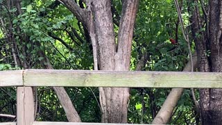 Cautious Cardinal with young ones