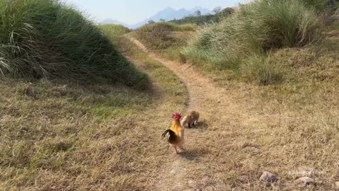 Incredible,amazing animals - Cat mother entrusts roosters to help raise and care for kittens-so cute