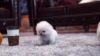 Smallest Dog - Part 4