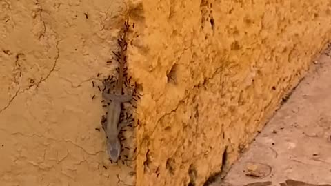 Funy ants carrying up a dead lizard (Cute Video)