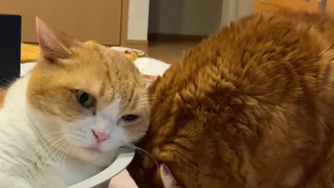 cute and funny cat videos,too cute