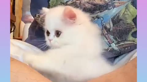 Cute cat best funny video cat