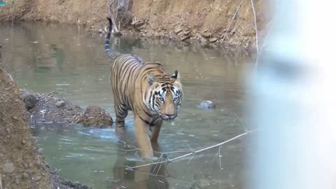 forest #tiger #animals #safari #