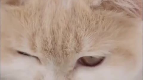 The cat eats the food by sticking its whole head into the jar