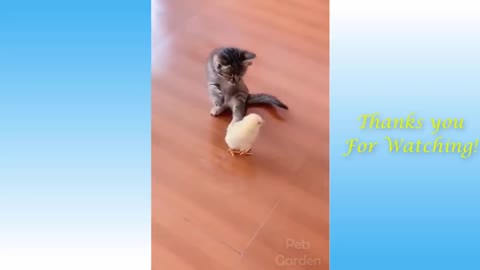 Aww So Cute Cats ♡ Best Funny Cat Videos June 2021