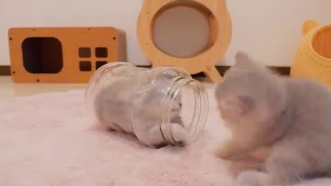 Finally, the kitten turned into liquid