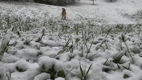 The dog's happiness with indescribable snow, he jumped to me