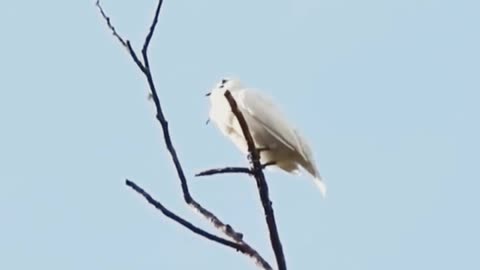 Rare Birds Singing Video