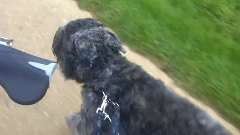 Bouvier des Flandres - Biking