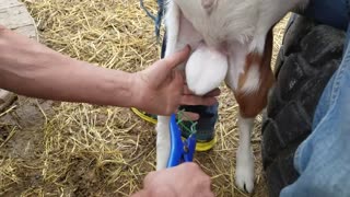 Goat Banding 1