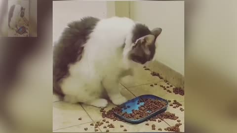 The cat is eating cat food