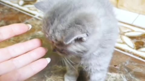 Very sweet kitten playing indoor room.