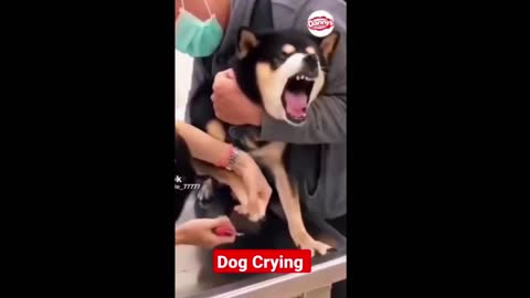 Dogs crying and Cats scaring😂🤣