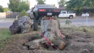 1967 Camaro pulling oùt a stump.