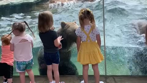 Kids Enjoy Amazing View of Bears Playing in the Pool