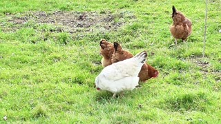 Chickens are on a picnic