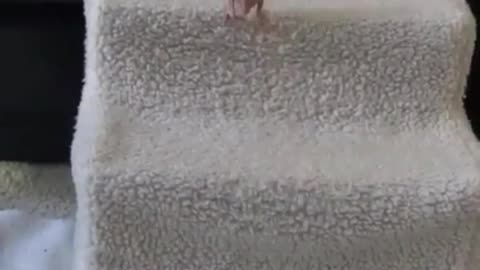 Little parrot without clothes is jumping around