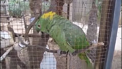 Funny Parrots! Cute and Funny Parrot Videos Compilation Loros Adorables Recopilación