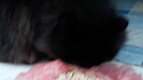 Beautiful black cat Gerda eats homemade food