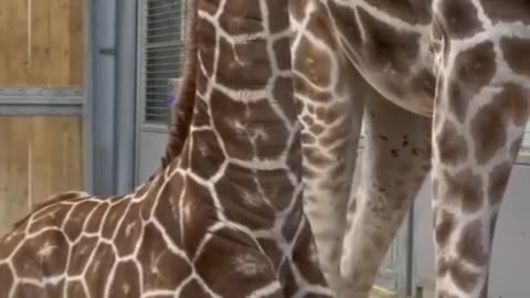 Beautiful animal giraffe