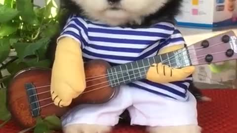 Cute dog try to play guitar funny video