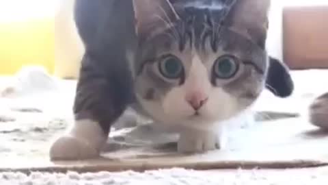 Cat dancing