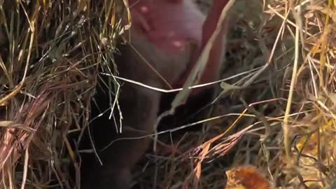 小狗在猪妈妈身旁睡着了The puppy fell asleep next to the mother pig