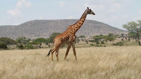 Tall giraffe walking and eats grass in Africa