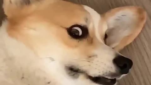 Corgi Disapproves of Anyone Sneezing Around Him