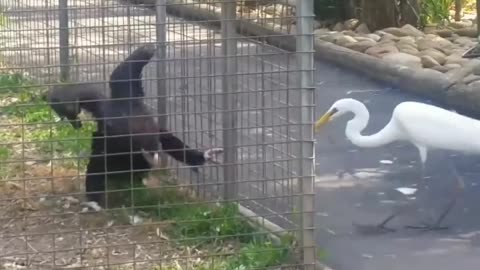 Eagle teach lesson to crane..never mess with eagle