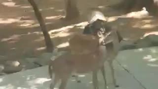 Deer - Get a room 😁