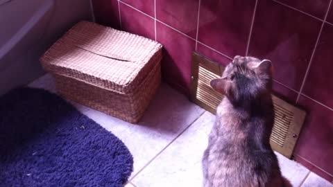 Adorable Kitten Ambushes Brother Cat In The Bathroom