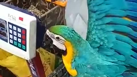 Beautiful Talking Parrot