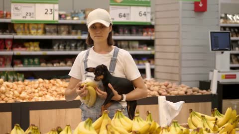 Young woman is She is choosing banana with little toy terrier dog in her hands