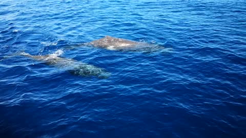 Ocean whales