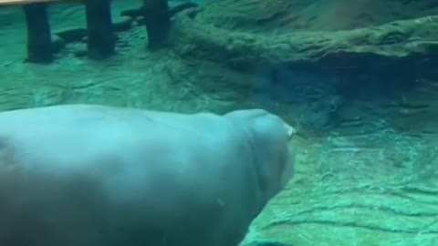 Hippo swimming in transparent water