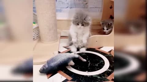 cute and funny cat video