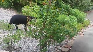 Black Bear Blueberry Thief