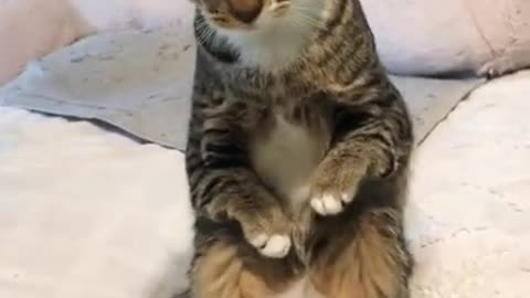 Funny and Cute Cat's Life