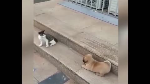 Cat and dog funny video