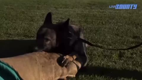 COOL Video about K9 Officer Carli!