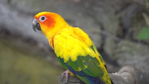 There are many parrots in beautiful colors, but this parrot is the most beautiful parrot too